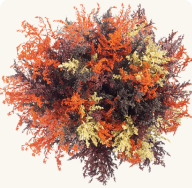 AIRBRUSHED GOLDEN FALL