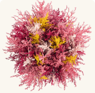 AIRBRUSHED SUNSET ROSE