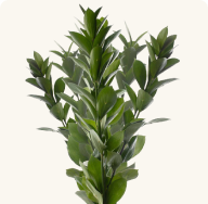ISRAELI RUSCUS