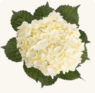 WHITE HYDRANGEA