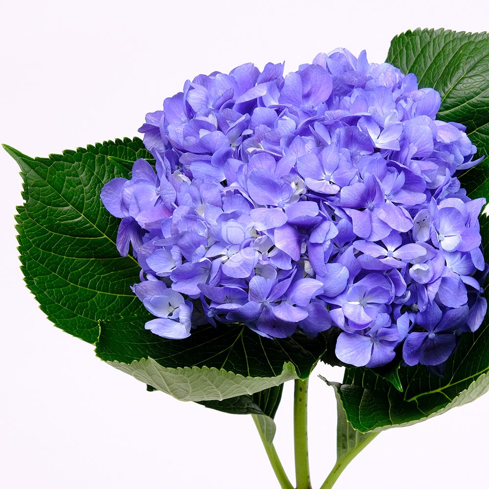 Flower_0006_Hydrangea_Shocking_Blue_gutimilko