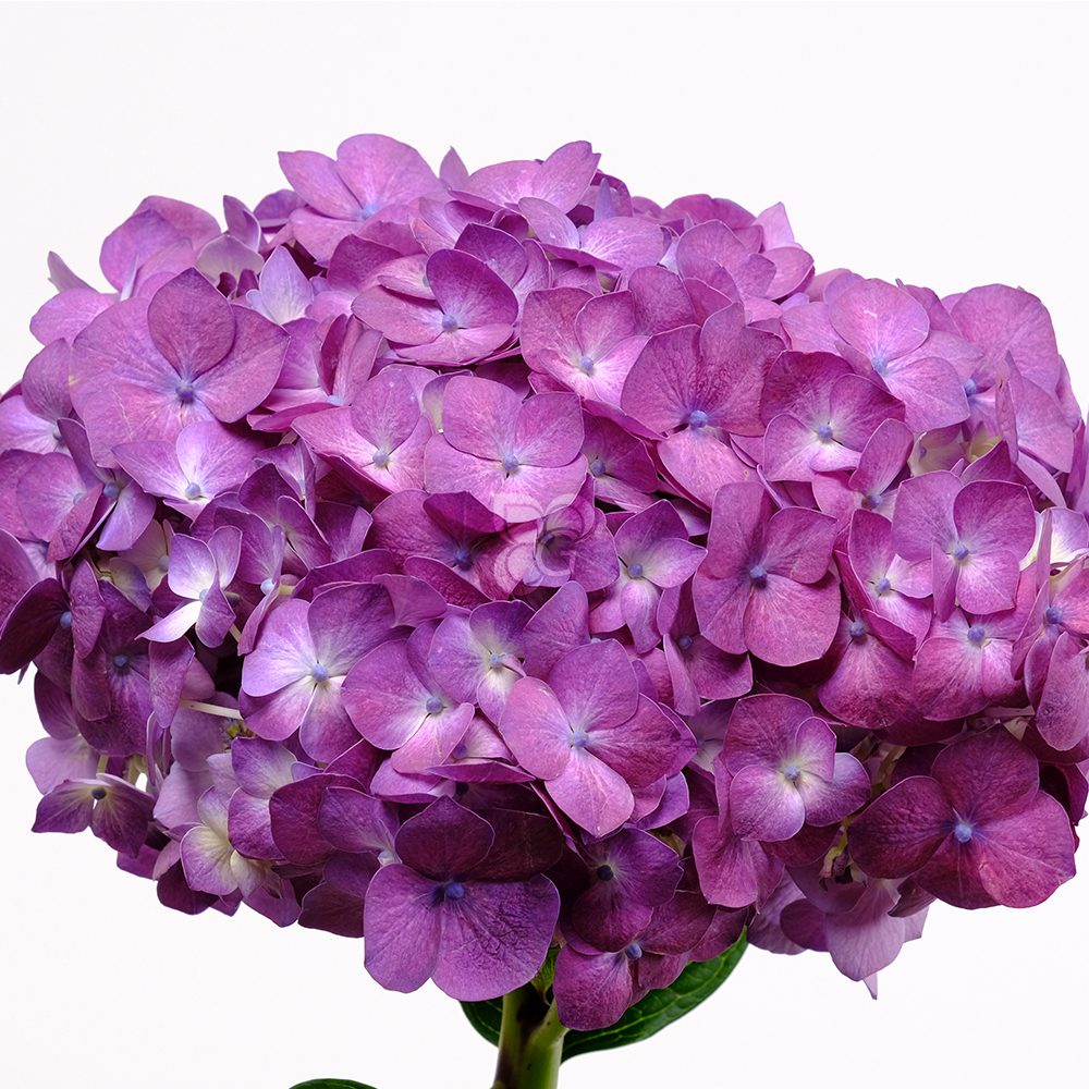 Flower_0007_Hydrangea_purple_gutimilko