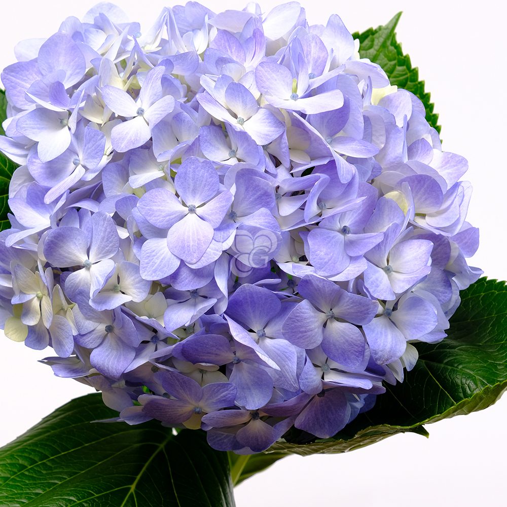 Flower_0028_Hydrangea_Blue_gutimilko