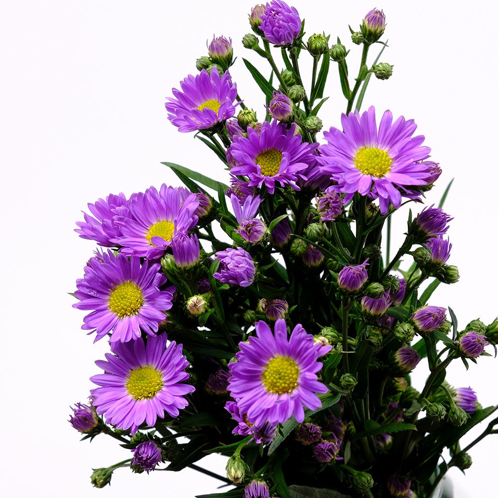 Flower_0051_aster_purple_gutimilko