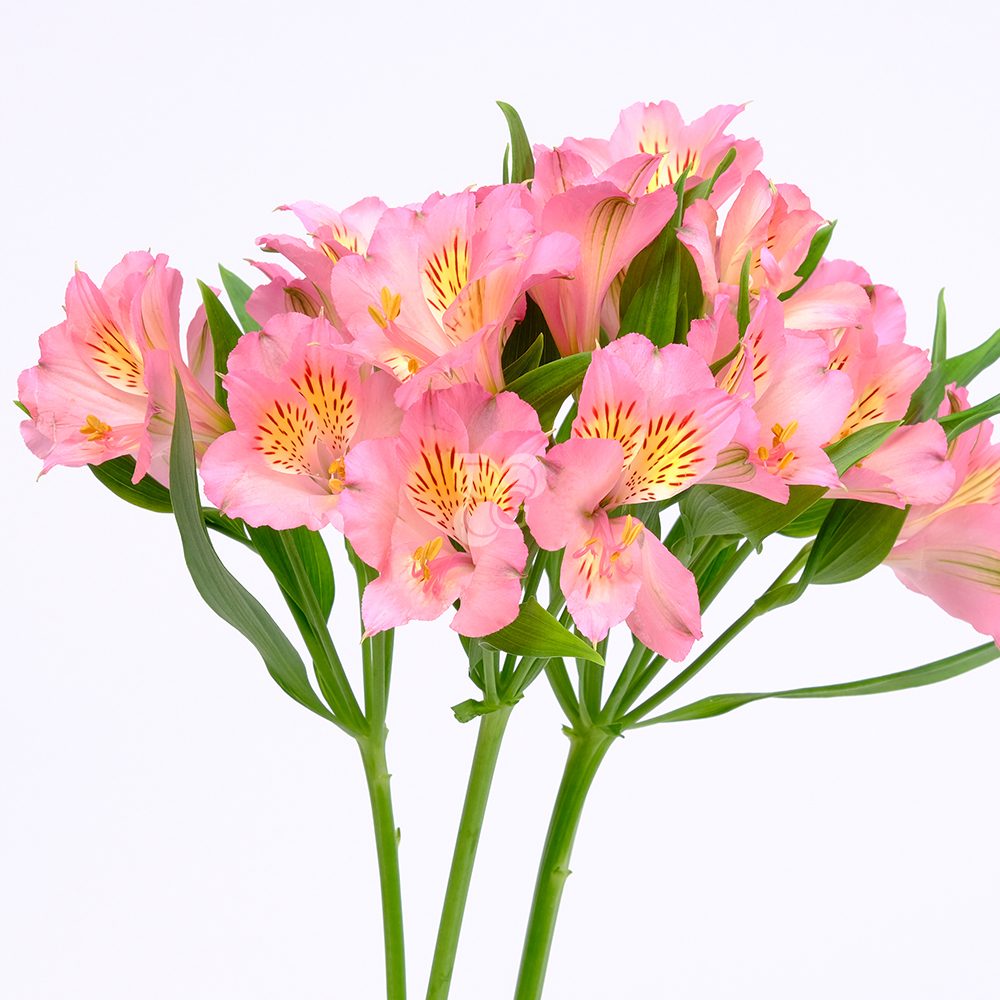 Flower_0072_Alstroemeria_light_pink_Dubai_gutimilko