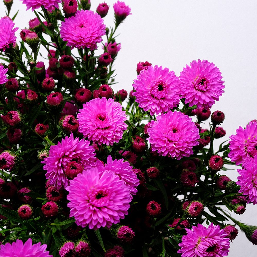 Flower_0117_aster_hot_pink_gutimilko