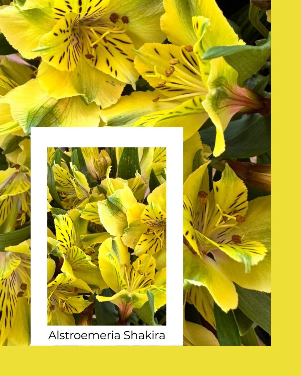 Instagram post from gutiflowers. This post is in position 1.