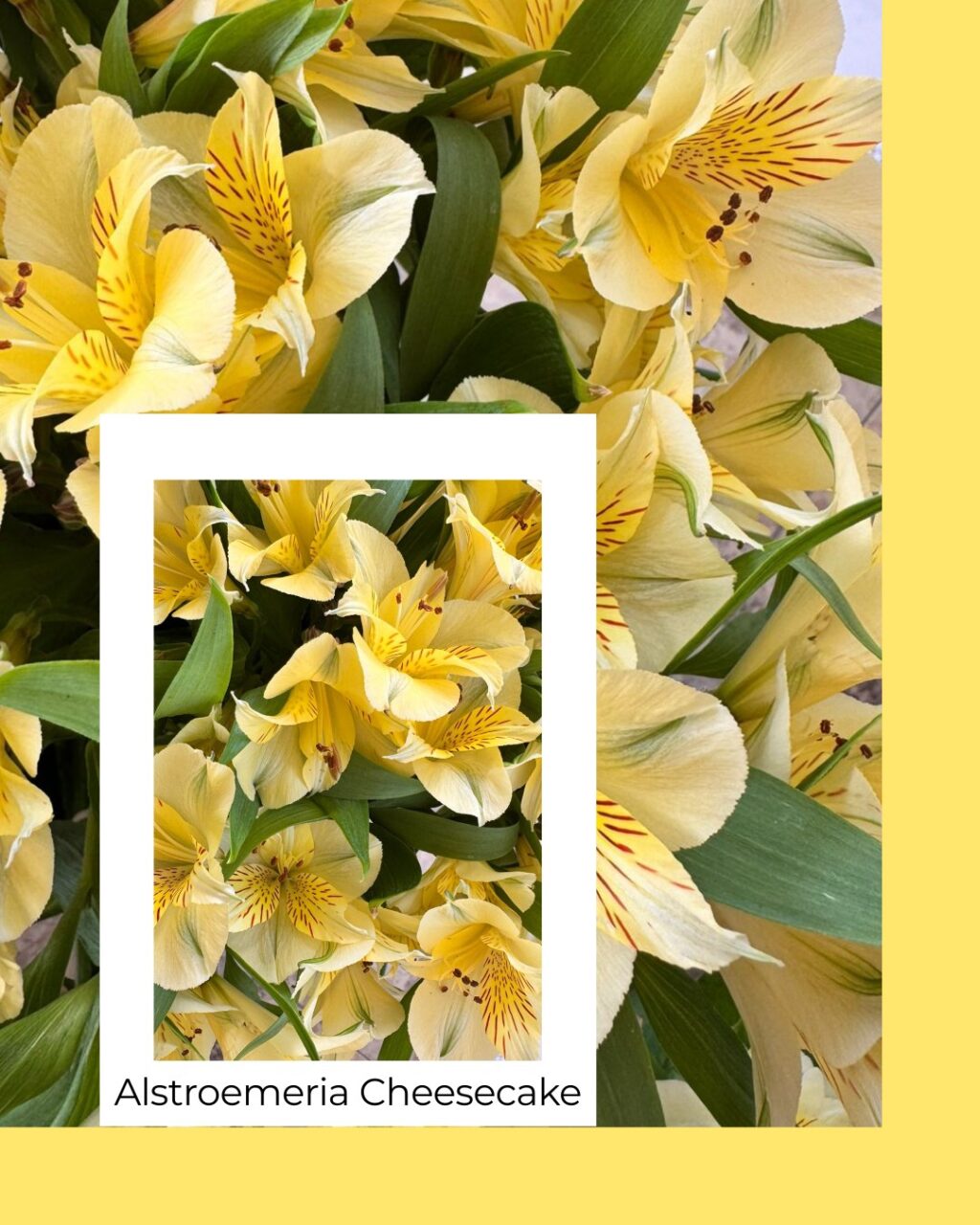 Instagram post from gutiflowers. This post is in position 2.