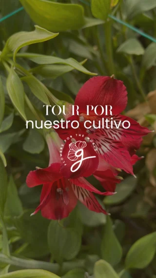 Instagram post from gutiflowers. This post is in position 1.