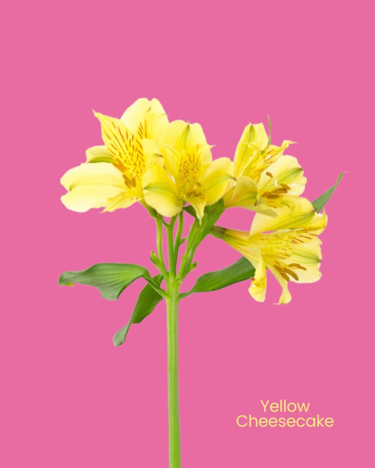 Instagram post from gutiflowers. This post is in position 1.