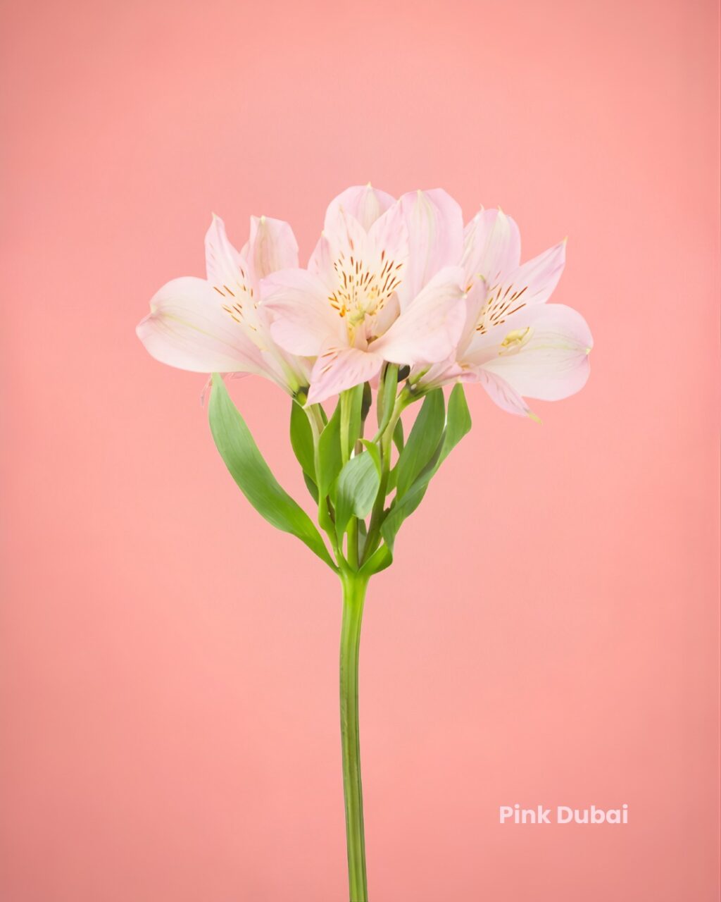 Instagram post from gutiflowers. This post is in position 2.