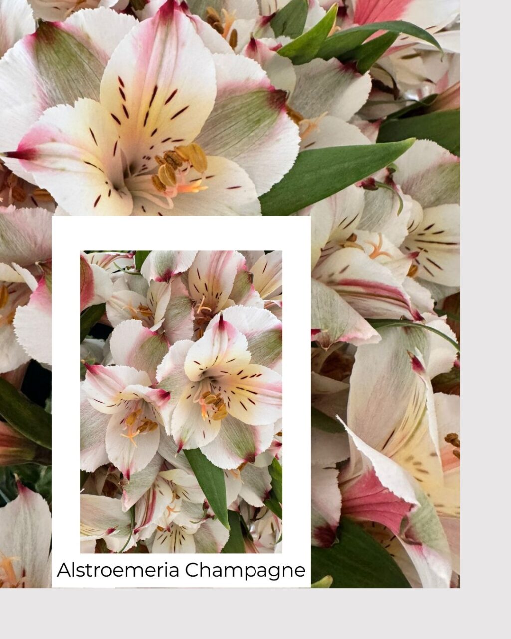 Instagram post from gutiflowers. This post is in position 3.