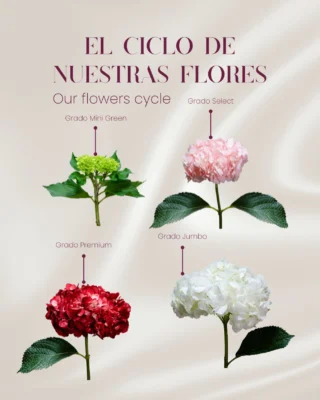 Instagram post from gutiflowers. This post is in position 1.