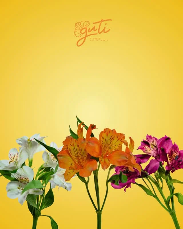 Instagram post from gutiflowers. This post is in position 0.
