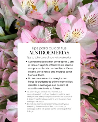 Instagram post from gutiflowers. This post is in position 14.