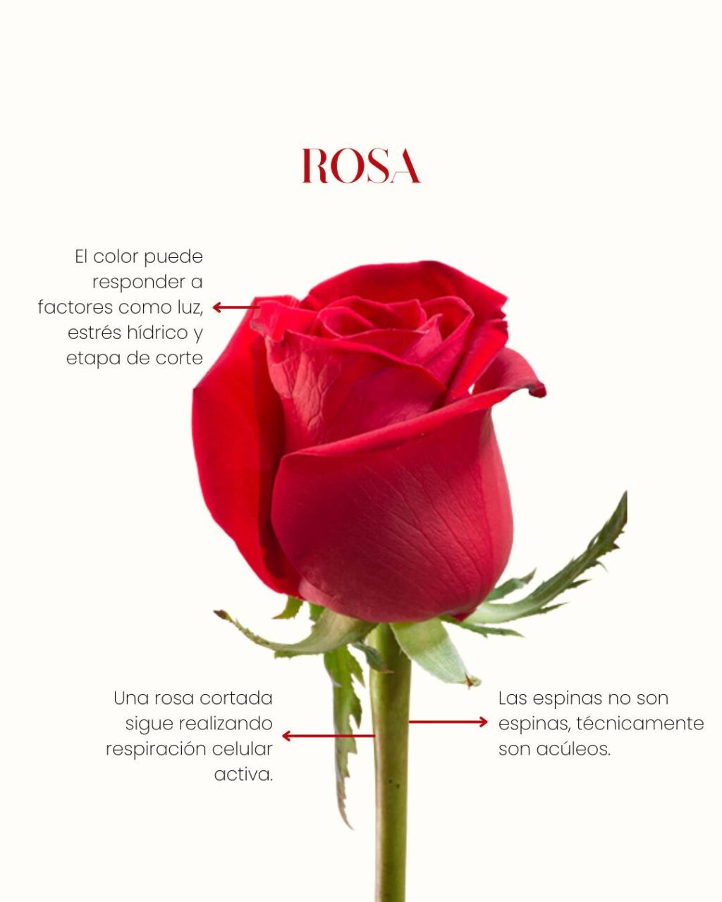 Instagram post from gutiflowers. This post is in position 3.