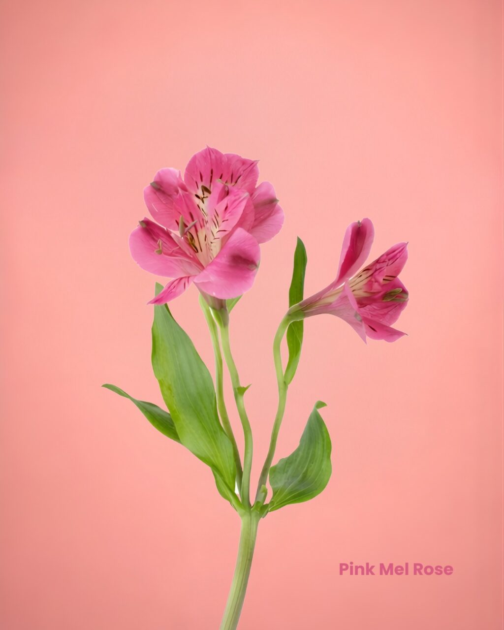 Instagram post from gutiflowers. This post is in position 0.