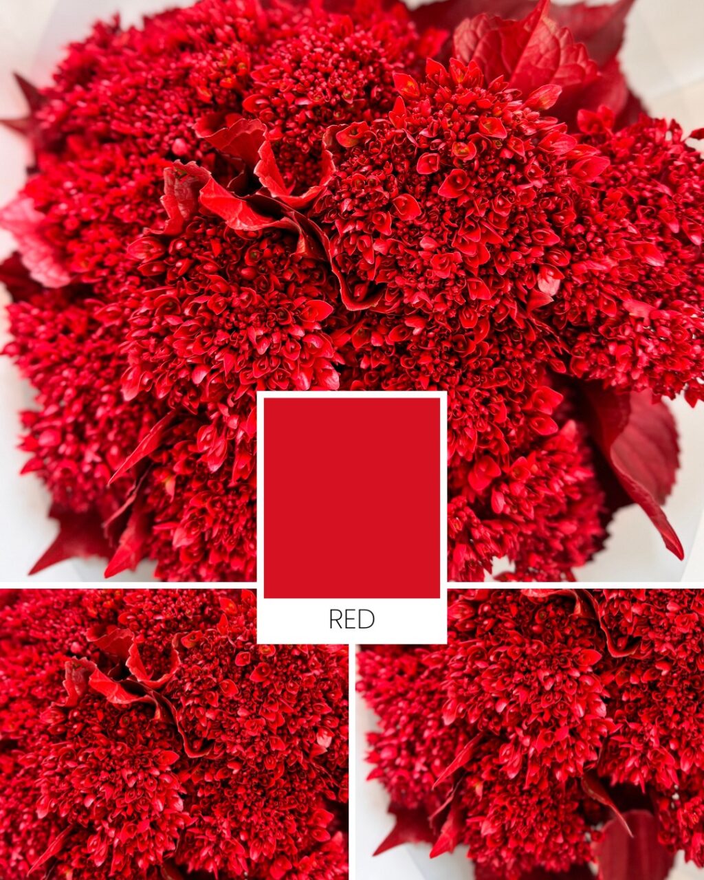 Instagram post from gutiflowers. This post is in position 3.