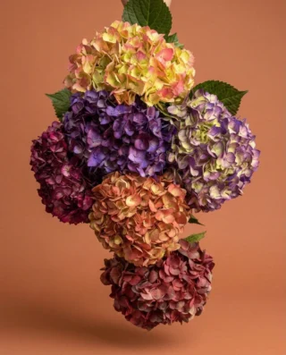 Instagram post from gutiflowers. This post is in position 1.